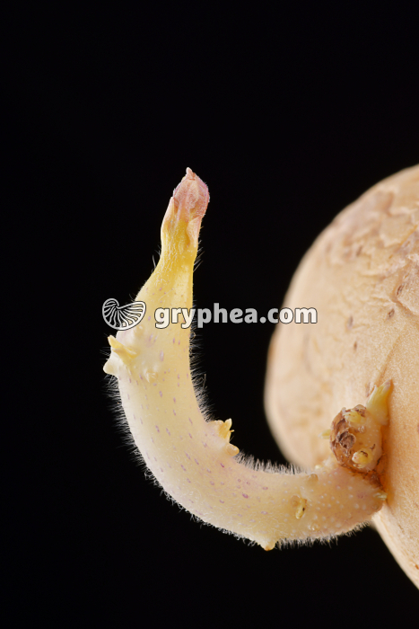 Germe de pomme de terre - gryphea.org